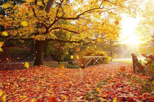 Autumn forest. Beautiful rural scenery.