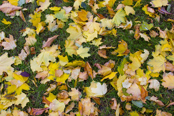 yellow leaves on the ground
