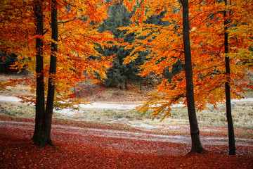 Autumn colored trees