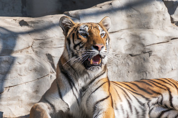 Young Siberian tiger, otherwise known as the Amur Tiger