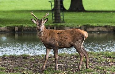 Naklejka na ściany i meble Woburn - Deer in the Park