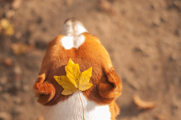 cute autumn picture of dog having a leaf on it's head, fallen leaf on dog head
