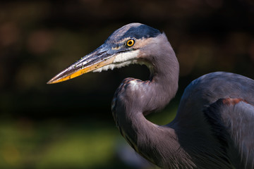 Great Blue Heron Profile