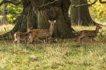 Woburn - Deer in the Park