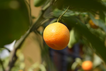 Mandarin