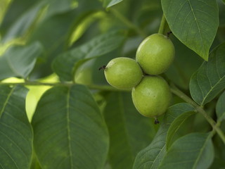 Unreife Waln&uuml;sse am Baum