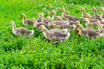 young goose at age of 1 month walking on grass