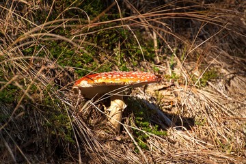 Poisonous fungus in the forest. Amanita muscaria.