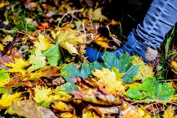 feets on autumn leaves. casual leather woman shoes in the fall leaves in park. autumn style and fashion for woman shoes. Autumn season. child walking and kicking autumn leaves.