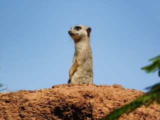 Erdmännchen -  Suricata