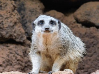 Fototapeta premium Surykatka - Suricata