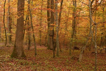 Detail of autumn colored forest in october 
