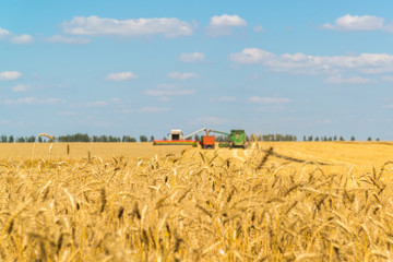 Agriculture in Russia. The growing grain