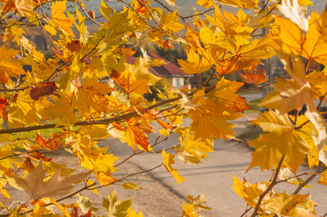 nature turned autumn, season of fall, beauty colorful leaf