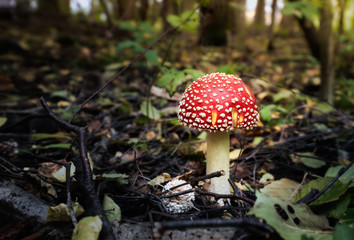 Fly Agaric on Autumn evening in forest.