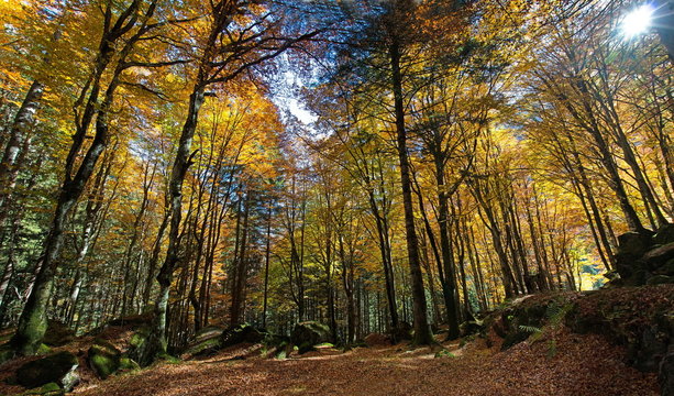 Autunno, faggeto in Val Masino - Italy