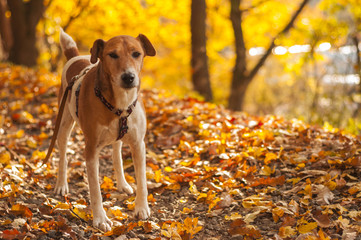 walking pet in nature, autumn dog portrait in nature, fallen leaf 