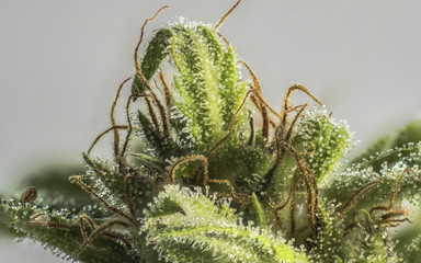 cannabis marihuana macro resin