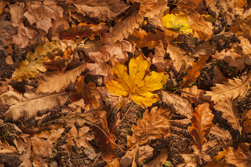 nature turned autumn, season of fall, beauty colorful leaf