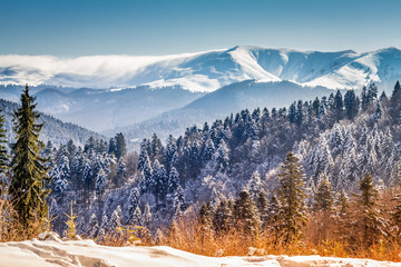 winter scene with forest and mountains. snow covered trees on a winter wonderland background with white mountain peaks