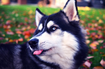 Funny Siberian Husky sticking out his tongue with autumn scenery in background