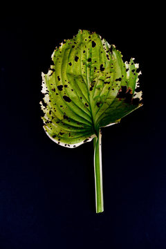 Single Hosta Leaf Ravaged by Insects