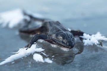 Fototapeta premium Frozen frog on ice