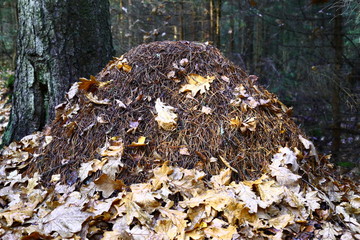 Ant nest in forest with fallen leaves