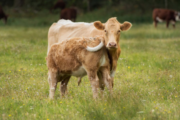 Naklejka na ściany i meble Mother cow and calf on the meadow