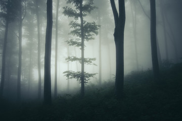 dark forest landscape with tree in fog