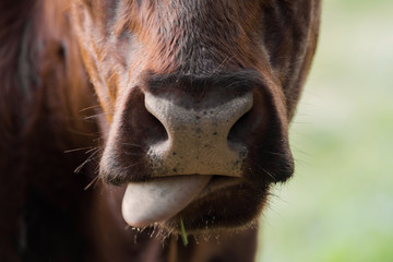 Head of a brown cow