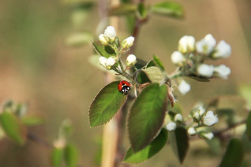 ladybug sitting on a leaf of a blossoming apple tree - 177812739