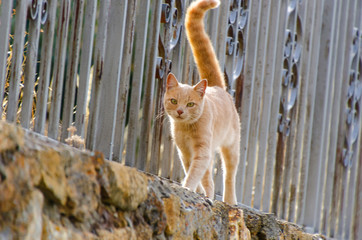 Obraz premium Orange cat walking on a fence