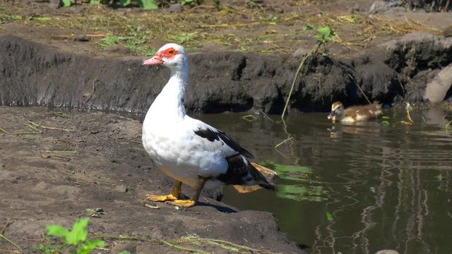 Indo duck woman and duckling on a pond. A bird in the home farmstead