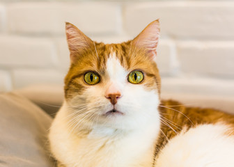 Ginger and white cat with hypnotizing green eyes and funny nose looking straight into lenses