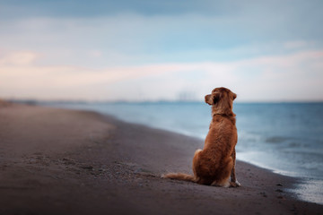 Dog Nova Scotia duck tolling Retriever at sunset