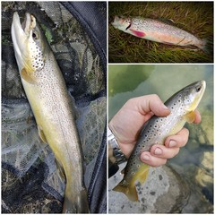 brown trout