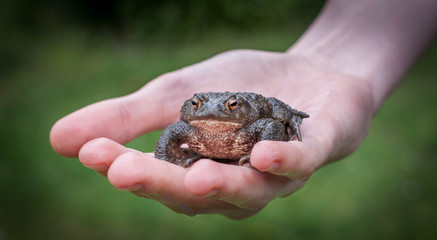 toad