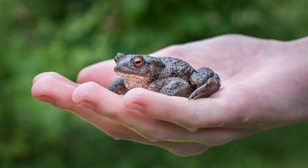 Toad in hand