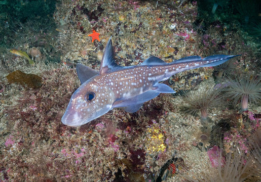 Spotted Ratfish swimming along a reef