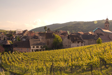 Fototapeta na wymiar vineyard at sunset near a small french town riquewihr