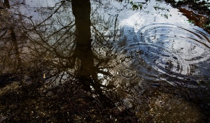 Obraz na płótnie Canvas Tree reflection in puddle. Slovakia