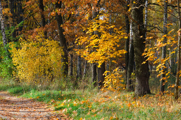 Fototapeta premium Golden Autumn, natural landscape. Road in deciduous forest