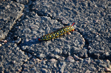 butterfly larva is crawling along the asphalt