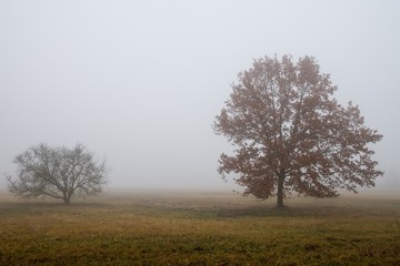 Plakat Nebel Baum