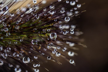 Water Drops