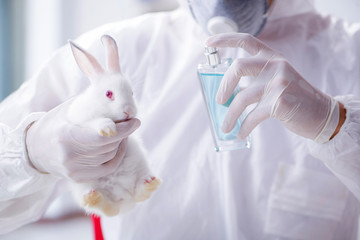 White rabbit in scientific lab experiment