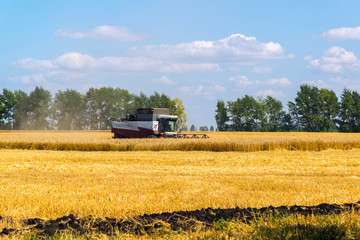 Naklejka premium Agricultural machinery removes grain harvest on field. Russia