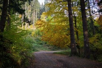 Paths in forest covered by leaves with colorful trees during autumn fall. Slovakia