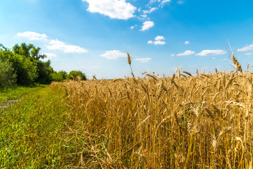 edge of a yellow wheat field on sunny day